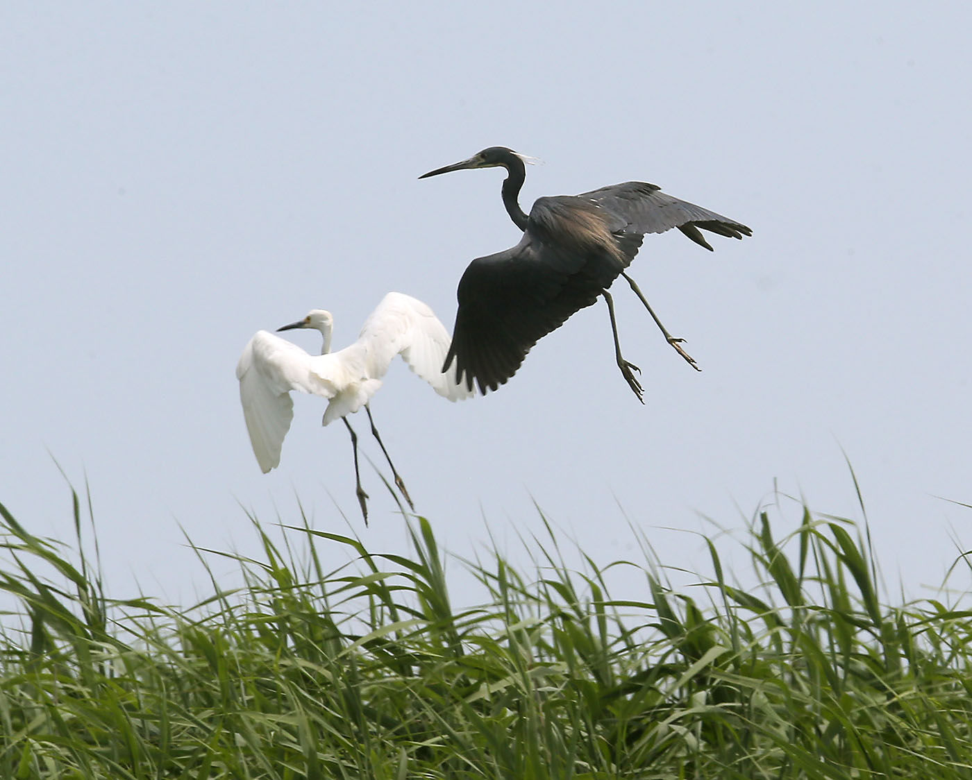 Cormorants Nesting
